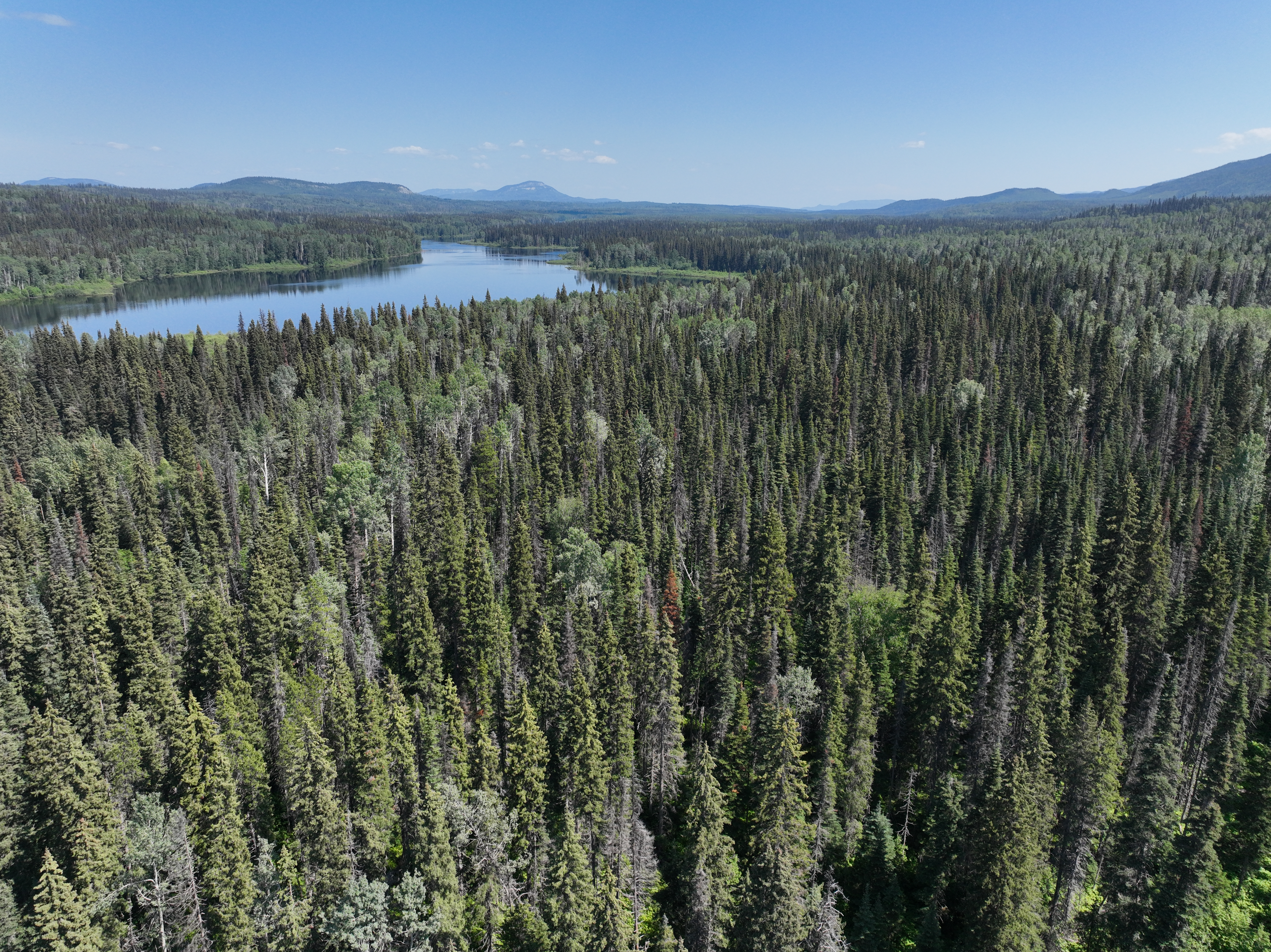 Certifying the Unsustainable: Debunking the Sustainable Biomass Program (SBP) 