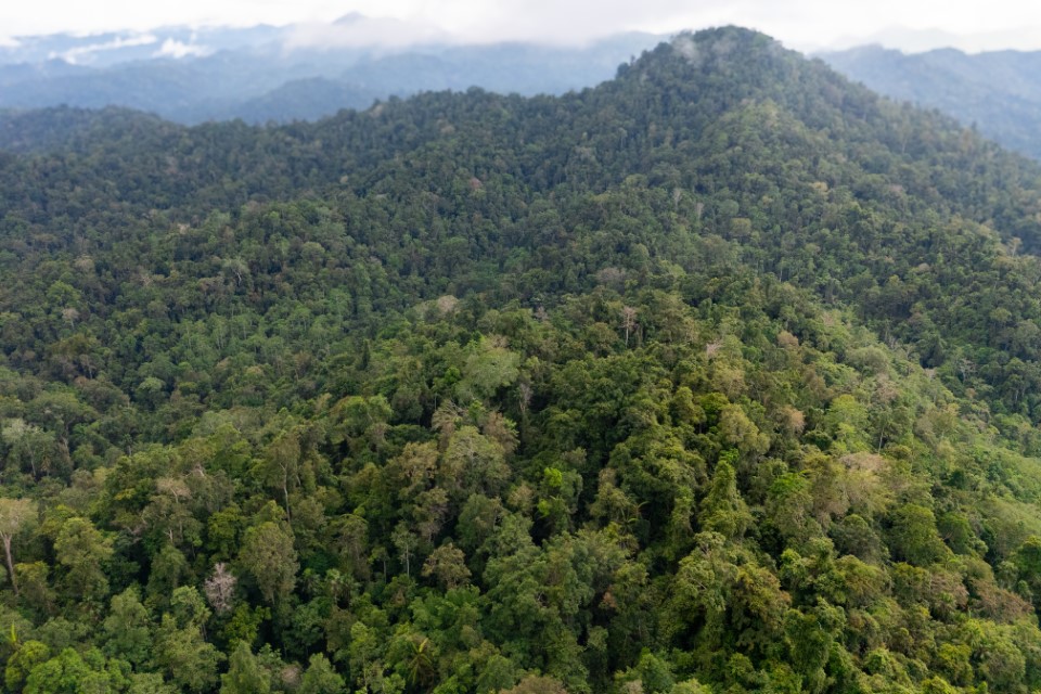 Explained: How “Green” Biofuels Put Forests and Economies at Risk