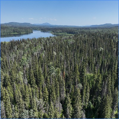 Certifying the Unsustainable: Debunking the Sustainable Biomass Program (SBP) 