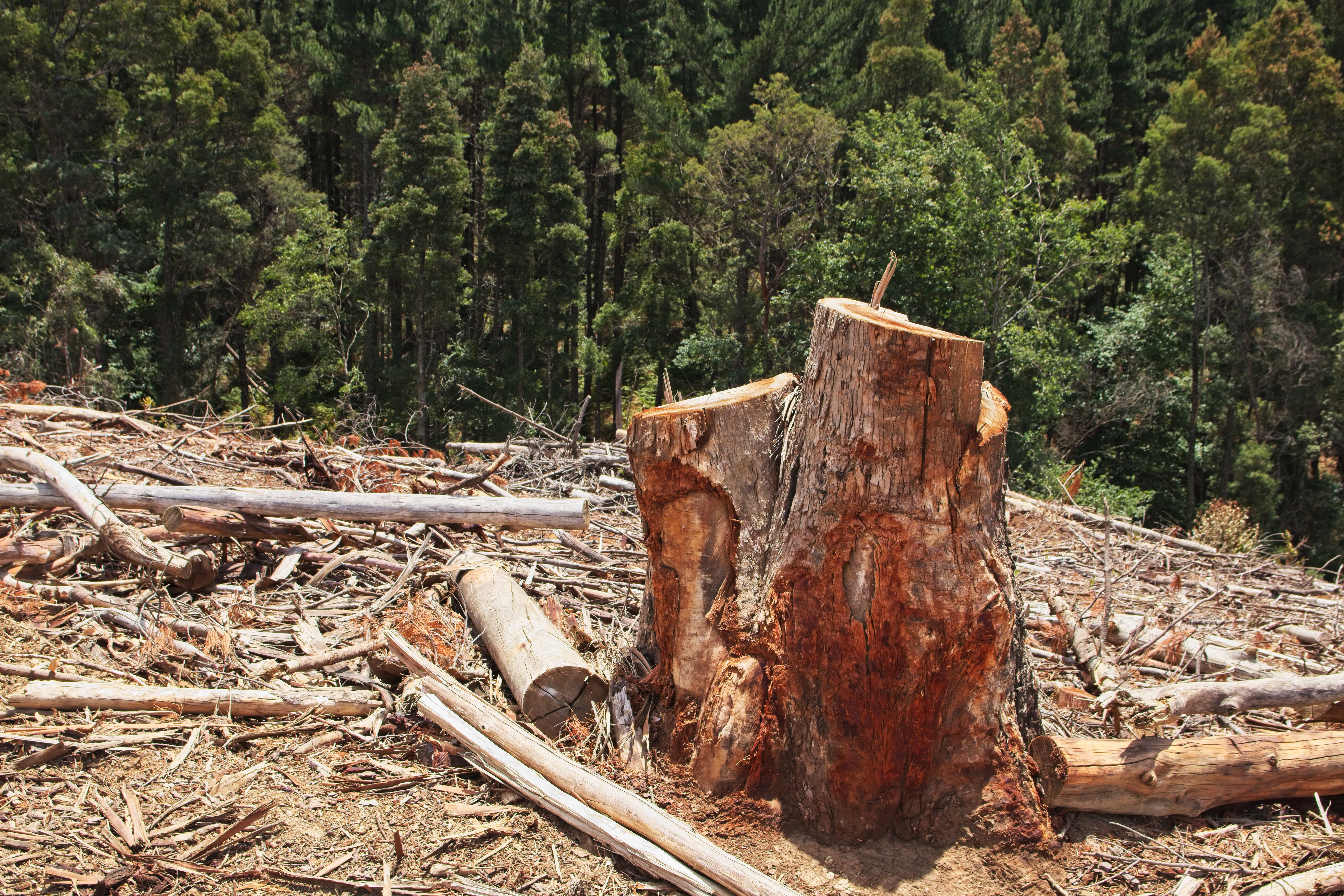 [Press Release] “Sustainable” biomass scheme greenlights deforestation, new report finds