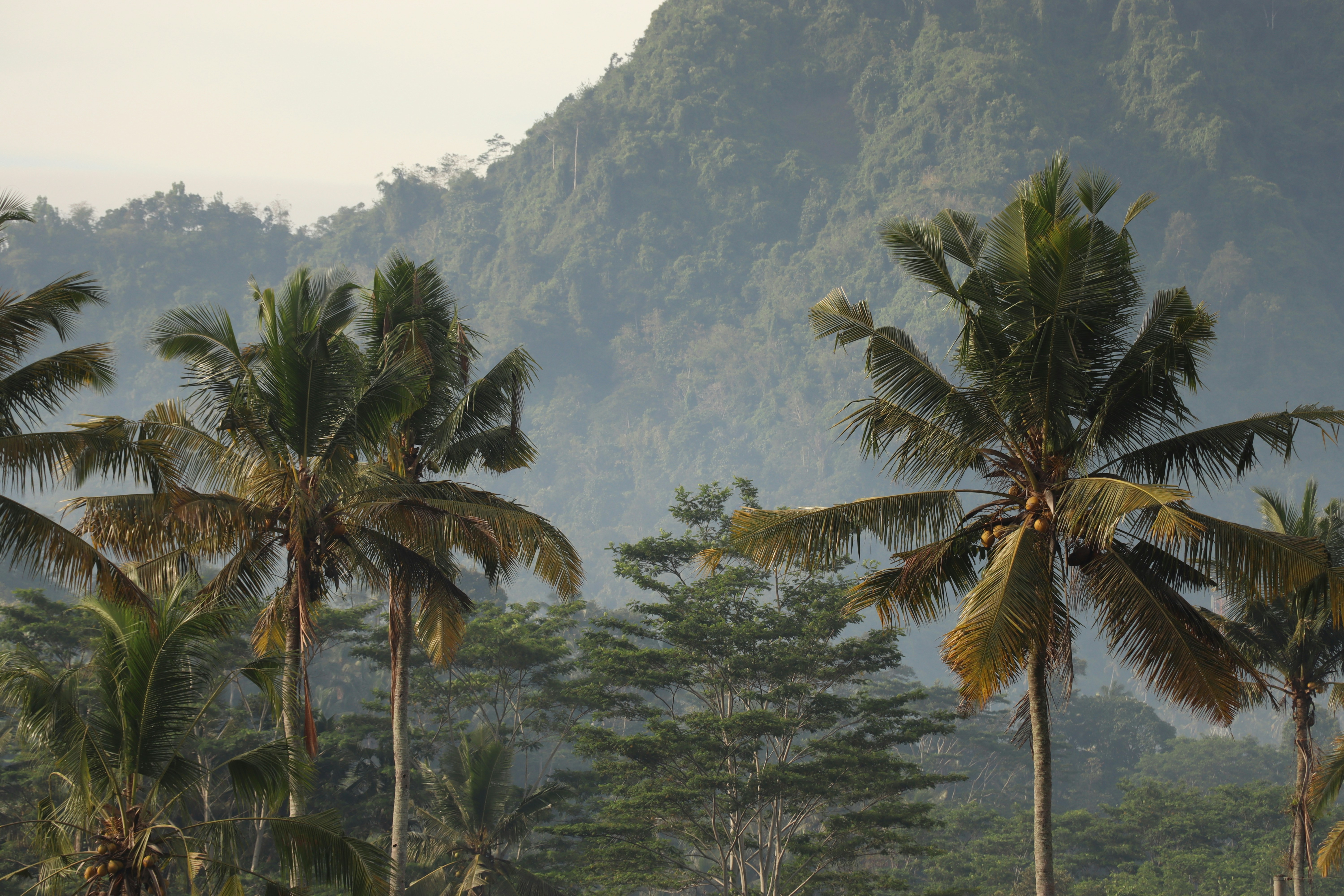 [Press Release] South Korea’s biofuel policy risks turning the country into a market for unsustainable palm oil   