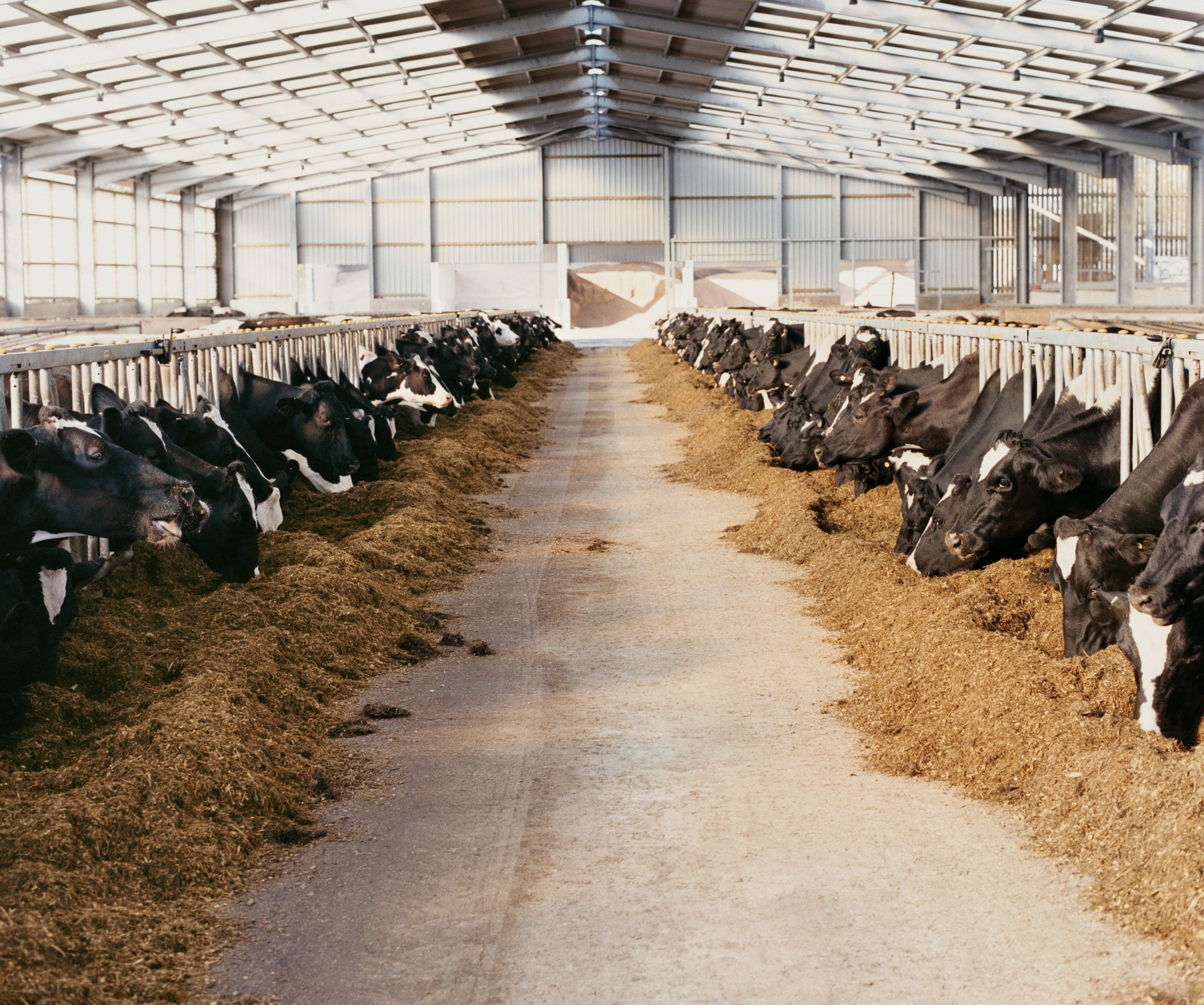 [Press Release] South Korea’s per capita meat consumption footprint reaches 1,115 kg CO₂e annually, new study finds 