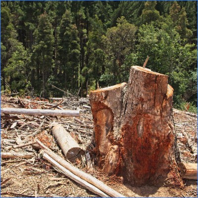 [Press Release] “Sustainable” biomass scheme greenlights deforestation, new report finds